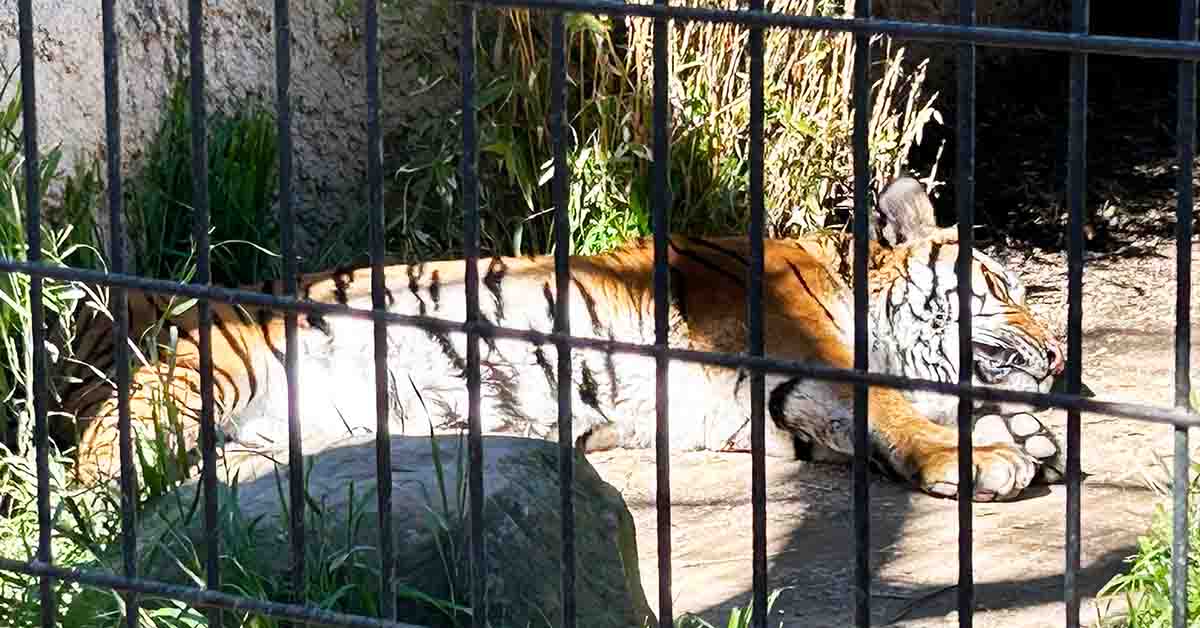 Atascadero Lake Park and Zoo with Kids